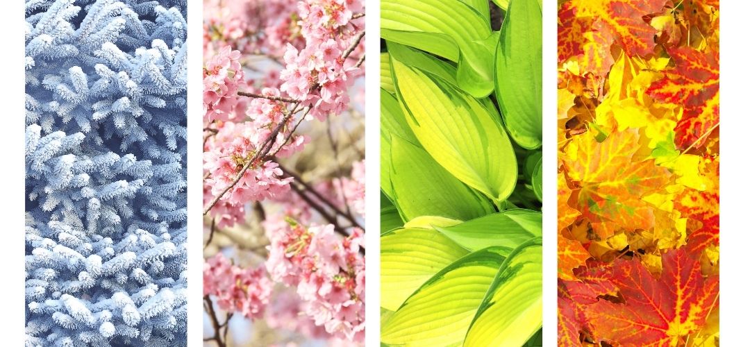 four seasons nature cycles manifestation wheel