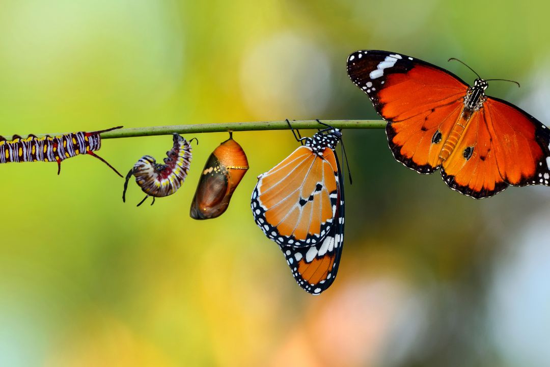 Butterfly emerging from cocoon representing ego death and mindset rebirth transformation